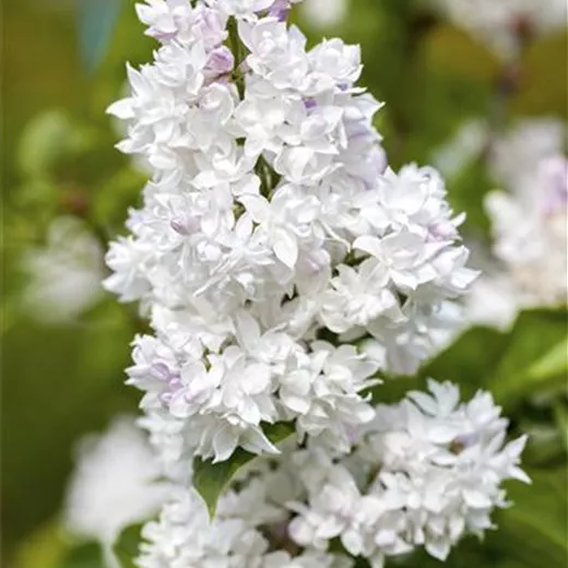 Syringa vulg.'Mme Lemoine' Syringa vulg.'Mme Lemoine'
