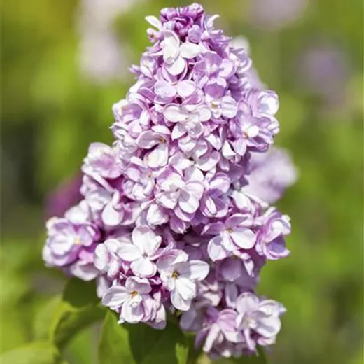 Syringa vulgaris