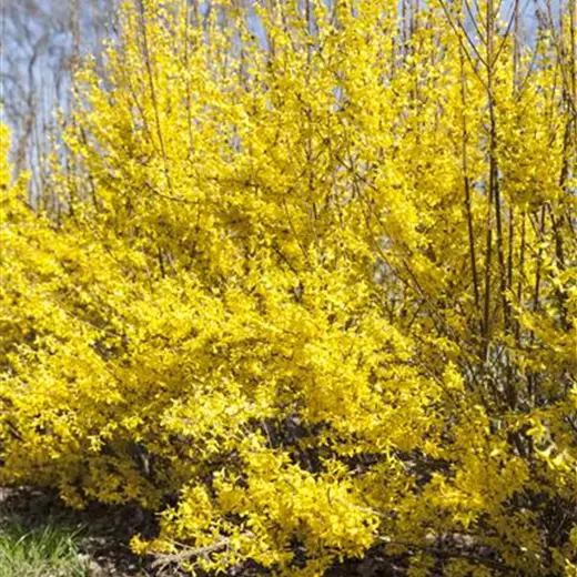 Forsythia 'Beatrix Farrand'