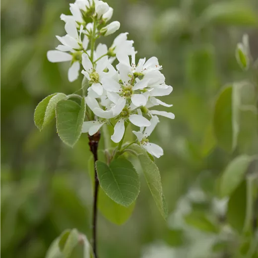 Amelanchier rotundifolia Amelanchier rotundifolia