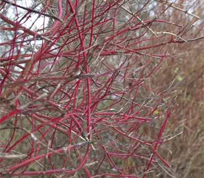 Cornus alba 'Sibirica' Cornus alba 'Sibirica'