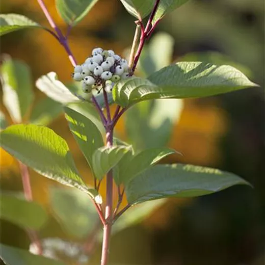 Cornus alba 'Kesselringii'