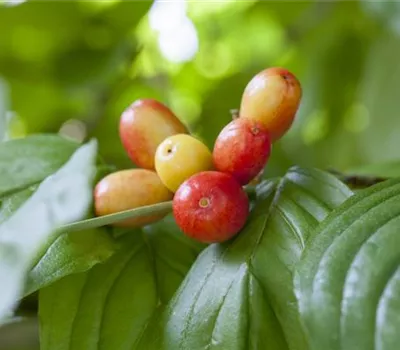 Cornus mas "Cornella Kasanlaker"