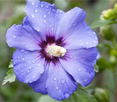 Hibiscus syriacus 'Blue Bird' Hibiscus syriacus 'Blue Bird'