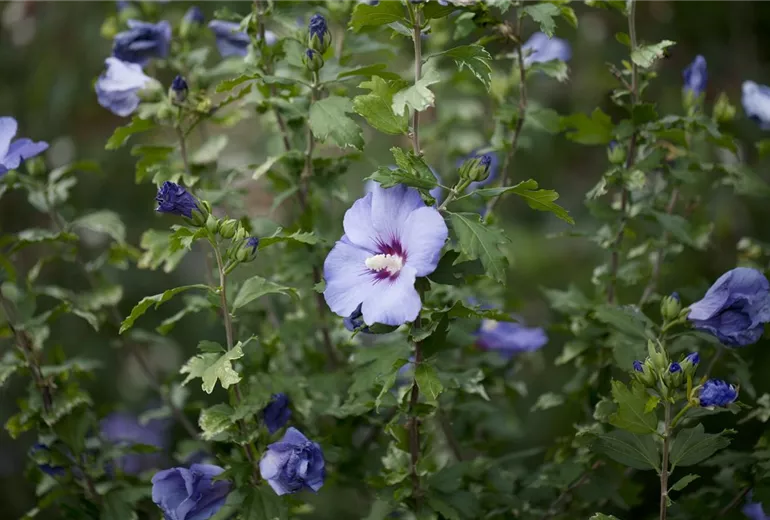 Hibiscus syriacus 'Oiseau Bleu' Hibiscus syriacus 'Oiseau Bleu'