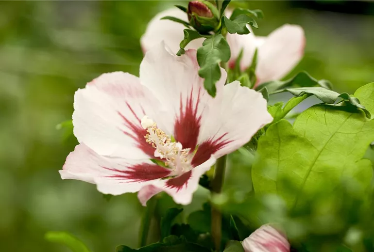 Hibiscus syriacus 'Hamabo' Hibiscus syriacus 'Hamabo'