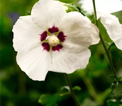 Hibiscus syriacus 'Red Heart' Hibiscus syriacus 'Red Heart'