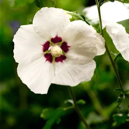 Hibiscus syriacus 'Red Heart'