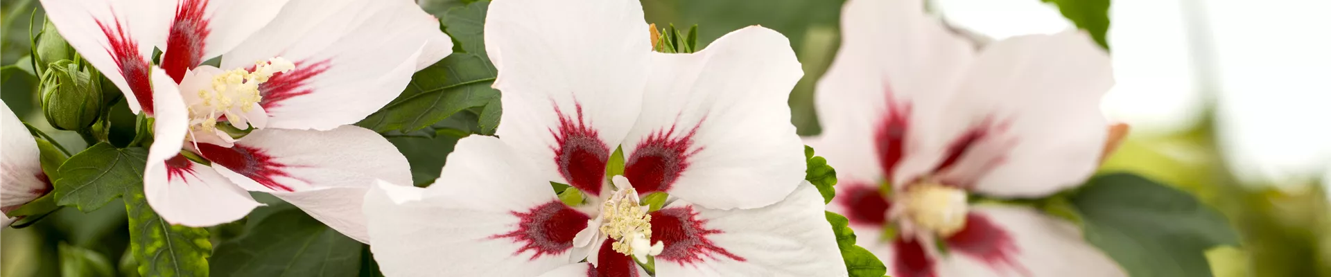 Hibiscus syriacus 'Hamabo' Hibiscus syriacus 'Hamabo'