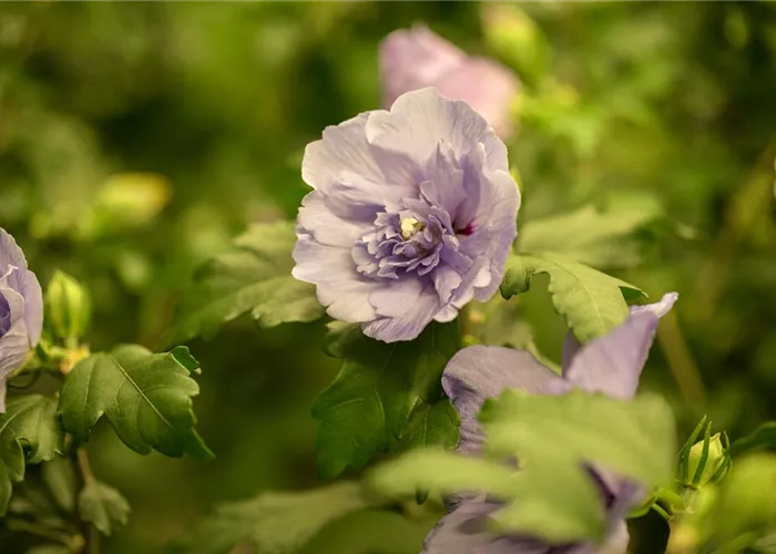 Hibiscus syriacus 'Lavender Chiffon' -R-