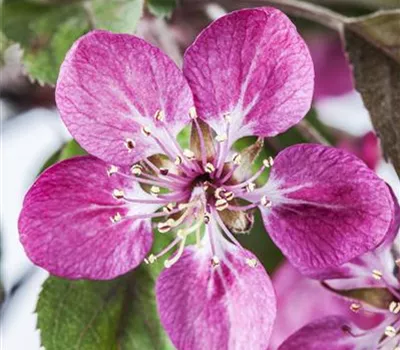 Malus 'Coccinella' -R- Malus 'Coccinella' -R-