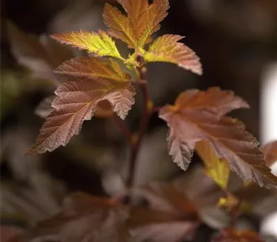 Physocarpus opulifolius 'Diable d'Or' -R-