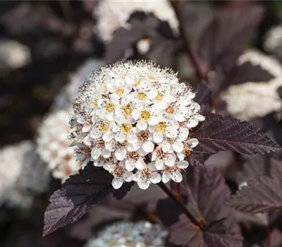 Physocarpus opulifolius 'Summer Wine' -R-