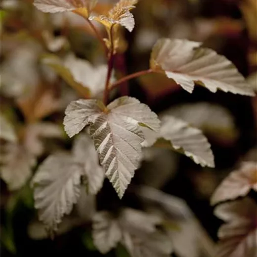 Physocarpus opulifolius "Lady in Red"
