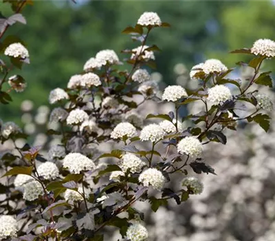 Physocarpus opulifolius 'Diabolo'