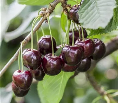 Prunus av.'Giorgia' CAC Prunus av.'Giorgia' CAC