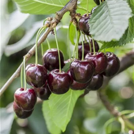 Prunus av.'Giorgia' CAC Prunus av.'Giorgia' CAC