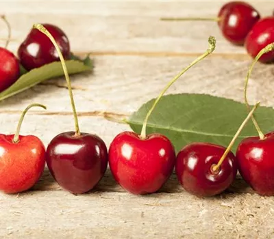 Prunus cer.'Morina' -S- CAC Prunus cer.'Morina' -S- CAC