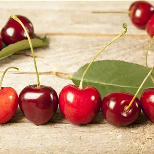 Prunus cer.'Morina' -S- CAC Prunus cer.'Morina' -S- CAC