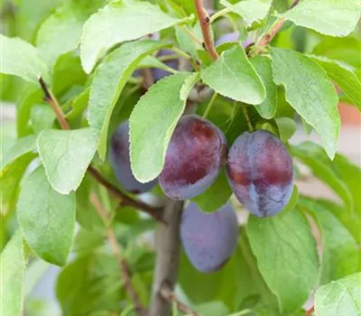 Prunus dom.'Italienische Zwetsche' CAC