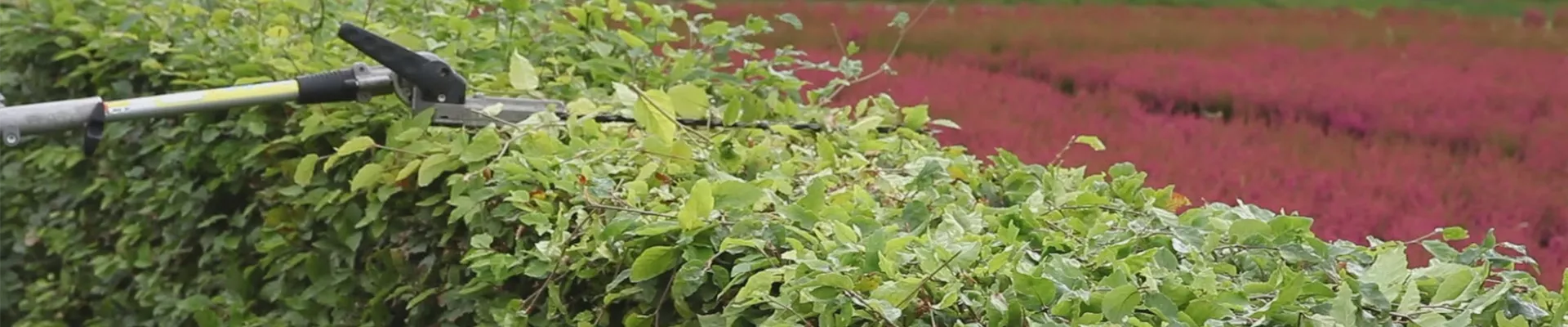 Rotbuche - Heckenförmig Zurückschneiden (thumbnail) Rotbuche - Heckenförmig Zurückschneiden (thumbnail)