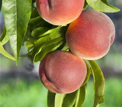 Prunus persica 'Rt. Weinbergpfirsich' CAC