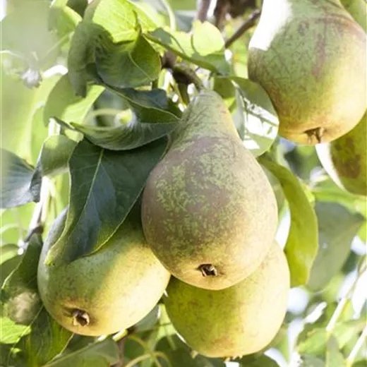 Pyrus com. "Dessertbirne" Pyrus com. "Dessertbirne"