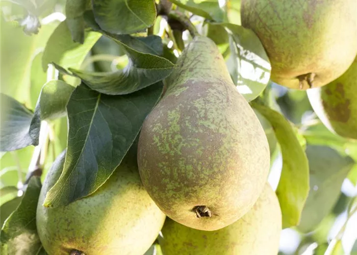 Pyrus com. "Dessertbirne"