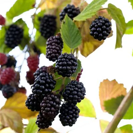 Rubus frut.'Navaho' -R- CAC Rubus frut.'Navaho' -R- CAC