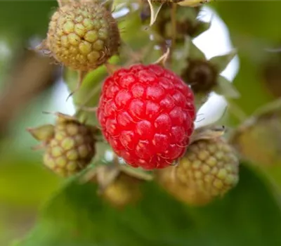Rubus id.'Rubaca' -S- CAC