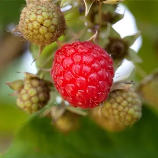 Rubus id.'Willamette' CAC Rubus id.'Willamette' CAC