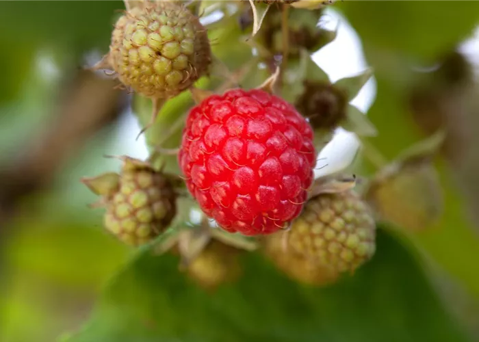 Rubus 'Tayberry Medana' -R- CAC