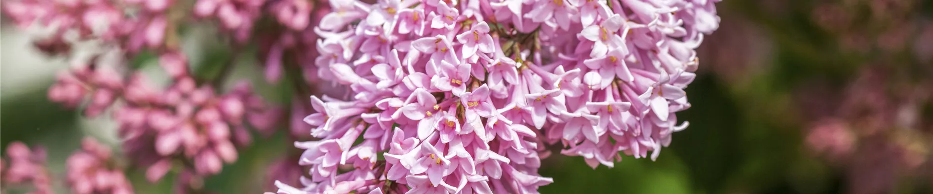 Syringa x prestoniae Syringa x prestoniae