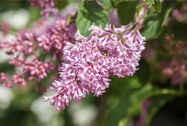 Syringa x prestoniae Syringa x prestoniae