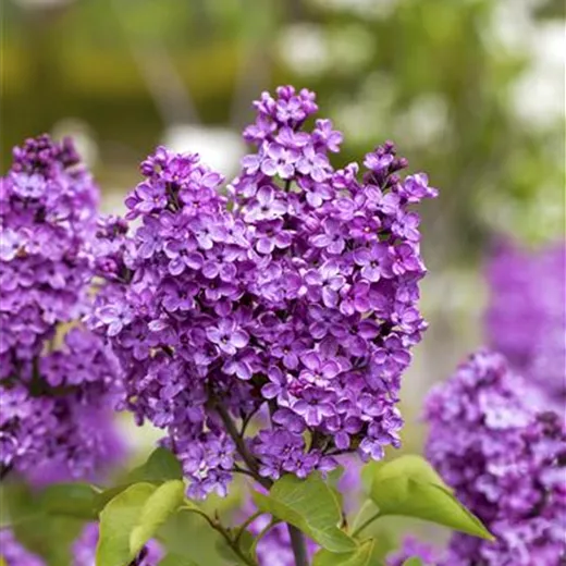 Syringa vulg.'Katharine Havemeyer'