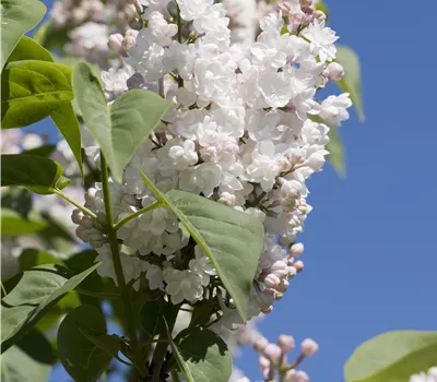 Syringa vulg.'Schöne von Moskau' -R-