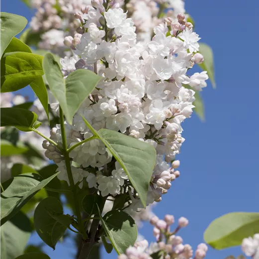 Syringa vulg.'Schöne von Moskau' -R-