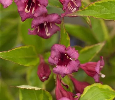Weigela florida "Brigela"