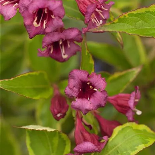 Weigela florida 'Brigela' -R- Weigela florida 'Brigela' -R-