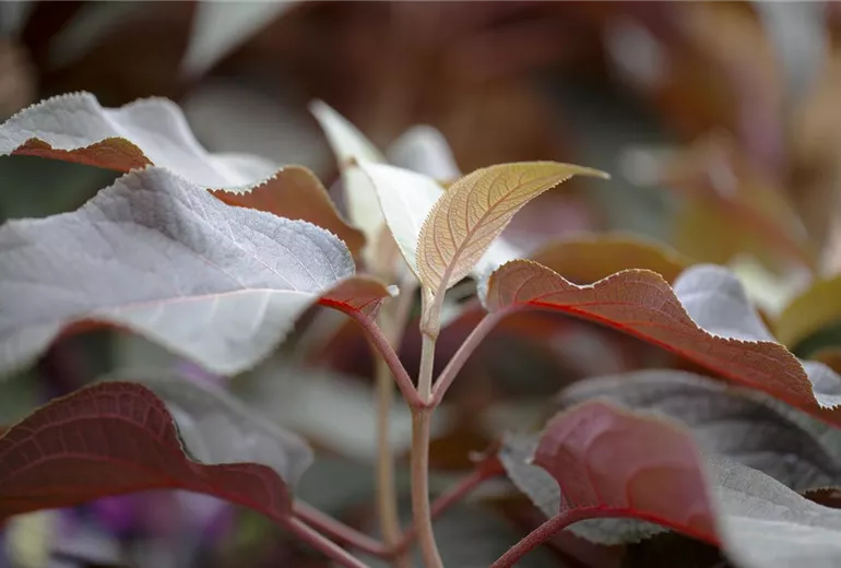 Hydrangea aspera 'Hot Chocolate'® Hydrangea aspera 'Hot Chocolate'®