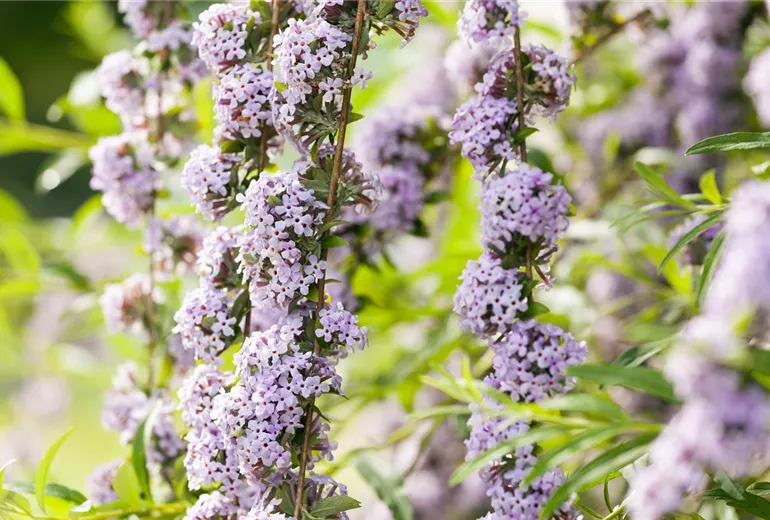 Buddleja alternifolia
