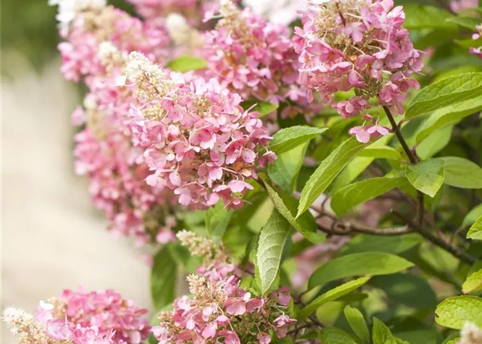Hydrangea panic. 'Pinky Winky' -R- Hydrangea panic. 'Pinky Winky' -R-