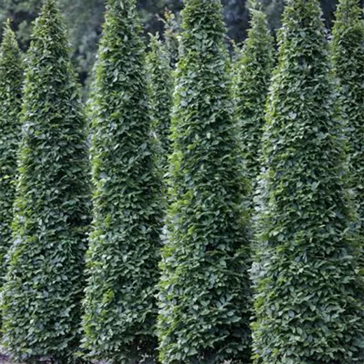 Carpinus betulus 'Fastigiata' Carpinus betulus 'Fastigiata'