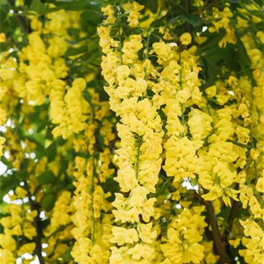 Laburnum watereri 'Vossii' Laburnum watereri 'Vossii'