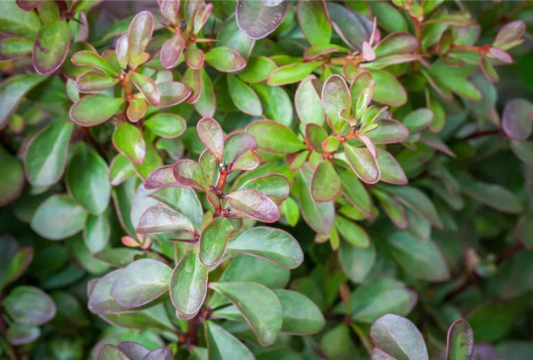 Berberis thunbergii 'Atropurpurea Nana' Berberis thunbergii 'Atropurpurea Nana'