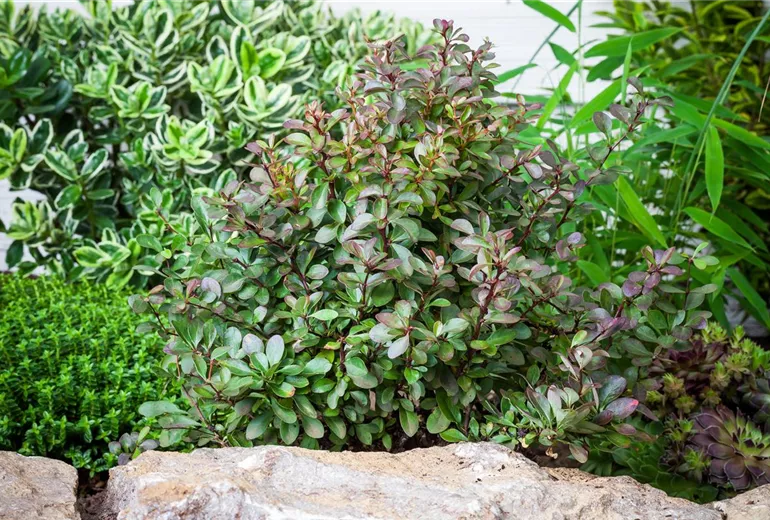 Berberis thunbergii 'Atropurpurea Nana' Berberis thunbergii 'Atropurpurea Nana'