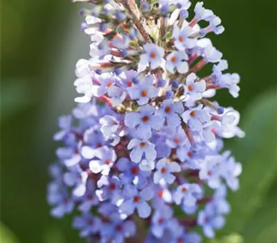 Buddleja davidii 'Buzz Sky Blue' -R-