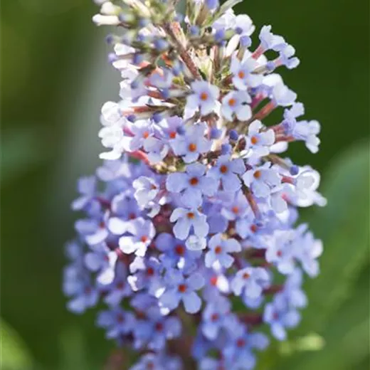 Buddleja davidii 'Buzz Sky Blue' -R-