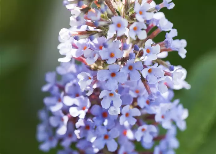 Buddleja davidii 'Buzz Sky Blue' -R-