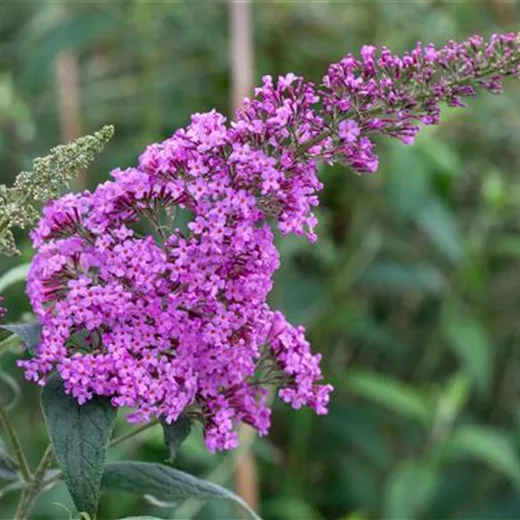 Buddleja davidii 'Pink Delight' Buddleja davidii 'Pink Delight'